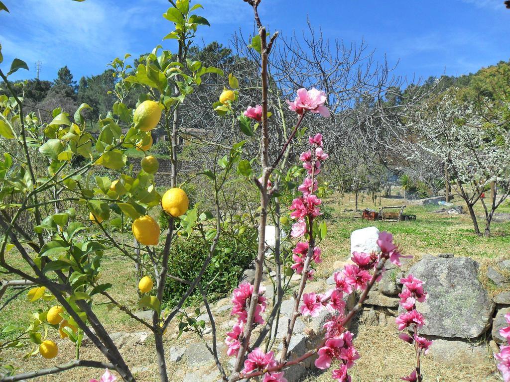 Quinta Do Tempo Turismo Rural Monchique Rom bilde