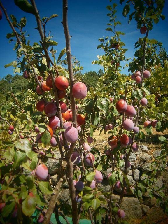 Quinta Do Tempo Turismo Rural Monchique Eksteriør bilde