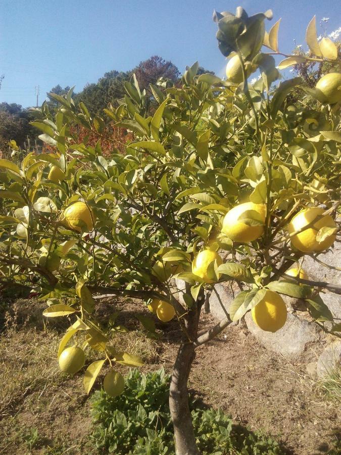 Quinta Do Tempo Turismo Rural Monchique Eksteriør bilde